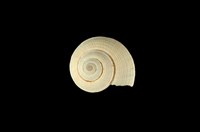 藏品(草黃車輪螺)的圖片